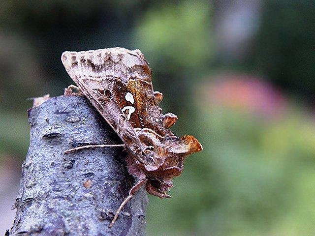 Beautiful Golden Y (Autographa pulchrina), adult Copyright Keith Dover.