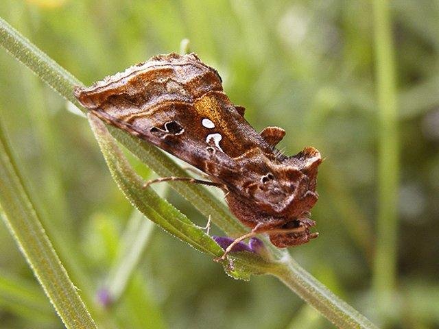 Beautiful Golden Y (Autographa pulchrina), adult Copyright Keith Dover.