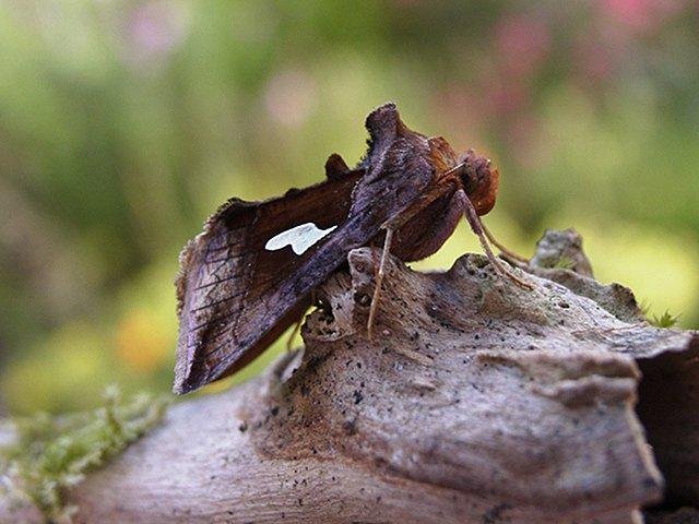 Gold Spangle (Autographa bractea), adult Copyright Keith Dover.