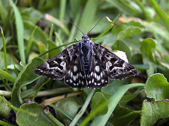 Mother Shipton (Callistege mi), adult Copyright Keith Dover.