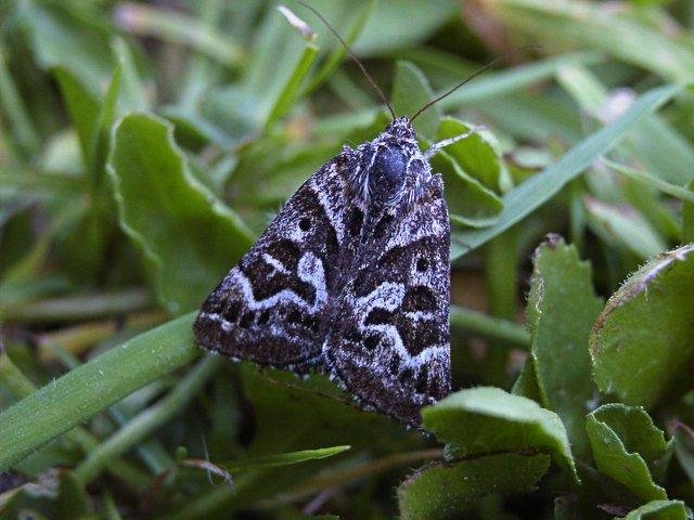 Mother Shipton (Callistege mi), adult Copyright Keith Dover.