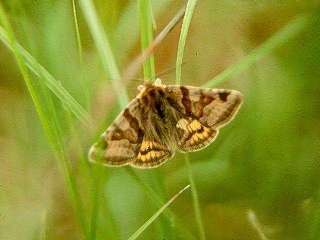 Burnet Companion (Euclidia glyphica), adult. Copyright Keith Dover.