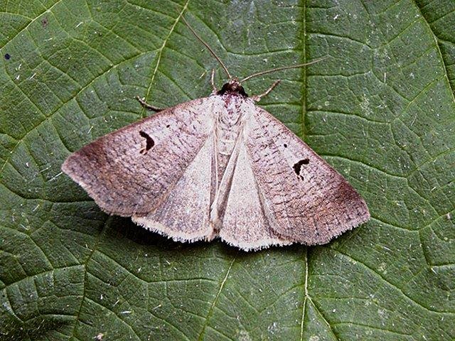 Blackneck (Lygephila pastinum), adult. Copyright Keith Dover.