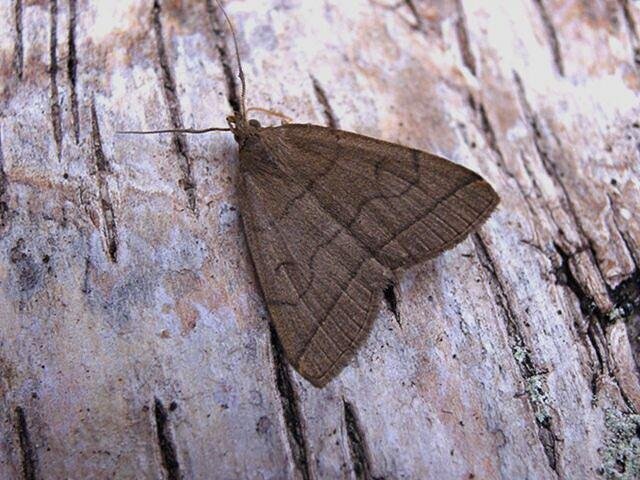 Fan-foot (Herminia tarsipennalis), adult. Copyright Keith Dover.