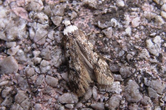 White-shouldered House-moth (Endrosis sarcitrella), adult. Taken outside Durham, 26-05-2005. Copyright Keith Dover.