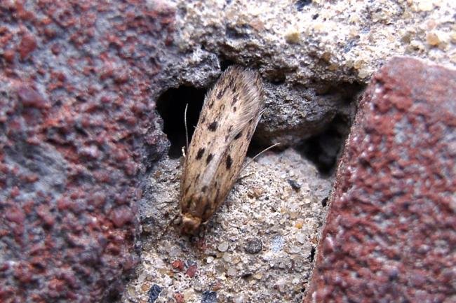 Brown House-moth (Hofmannophila pseudospretella), adult. 19-07-2007. Copyright Keith Dover.