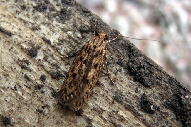 Brown House-moth (Hofmannophila pseudospretella), adult. 17-05-2005. Copyright Keith Dover.