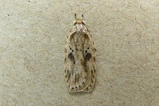 Agonopterix arenella, adult. Taken outside Durham, 05-09-2010. Copyright Keith Dover.