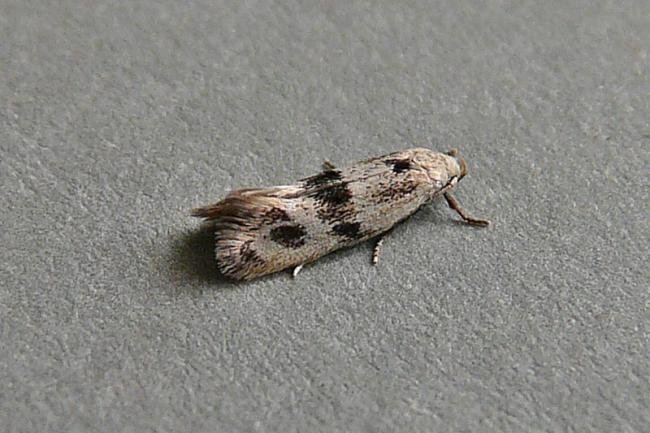 Elachista maculicerusella, adult. Taken outside Durham, 01-08-2009. Copyright Keith Dover.