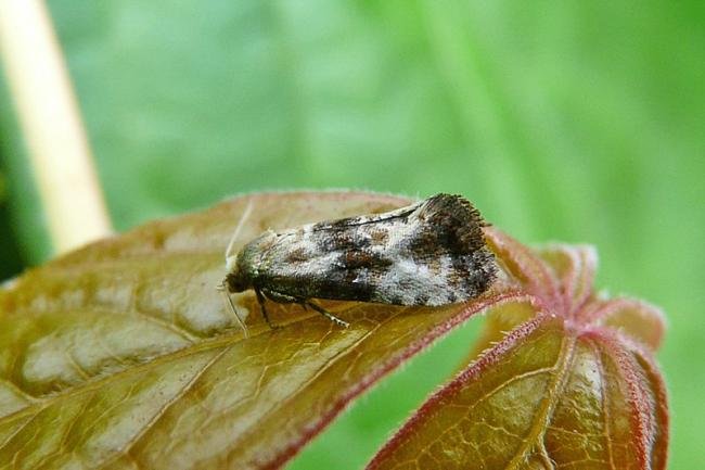 Eupoecilia angustana, adult. Simpasture Junction, 12-06-2011. Copyright Keith Dover.