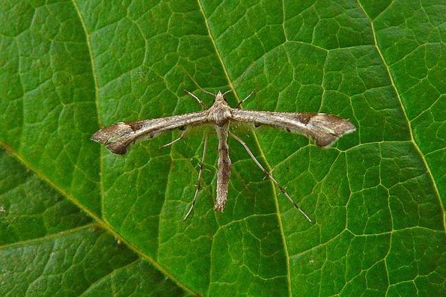 Triangle Plume (Platyptilia gonodactyla), adult. Chester-le-Street, 03-09-2011. Copyright Keith Dover.