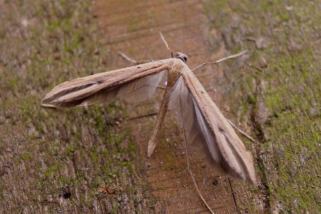 Common Plume (Emmelina monodactyla), adult. Taken outside Durham, 06-02-2006. Copyright Keith Dover.