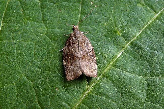 Dark Fruit-tree Tortrix (Pandemis heparana), adult. 08-07-2005. Copyright Keith Dover.