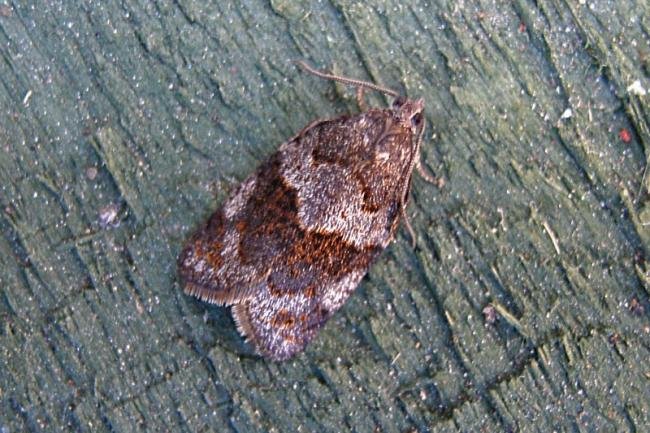 Syndemis musculana, adult. Taken outside Durham, 18-05-2007. Copyright Keith Dover.