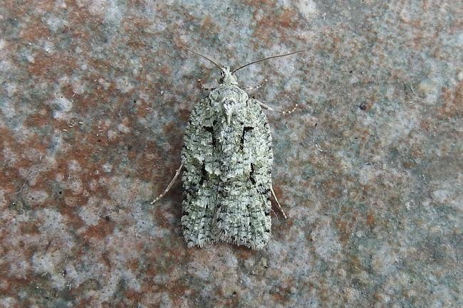 Acleris literana, adult. Chester-le-Street, 20-03-2019. Copyright Keith Dover.