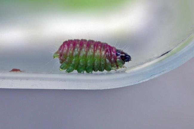 Phtheochroa rugosana, larval. Low Conniscliffe, 31-07-2021. Copyright Keith Dover.