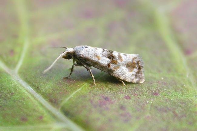 Eupoecilia angustana, adult. Taken outside Durham, 16-08-2015. Copyright Keith Dover.