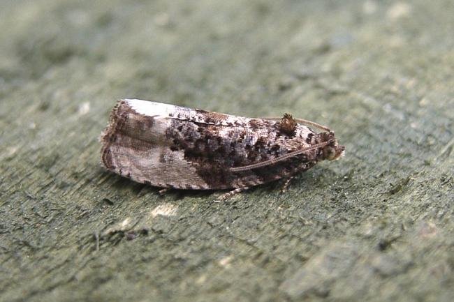 Marbled Orchard Tortrix (Hedya nubiferana), adult. Chester-le-Street, 17-07-2007. Copyright Keith Dover.