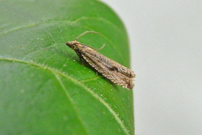 Bactra lancealana, adult. Chester-le-Street, 31-07-2013. Copyright Keith Dover.