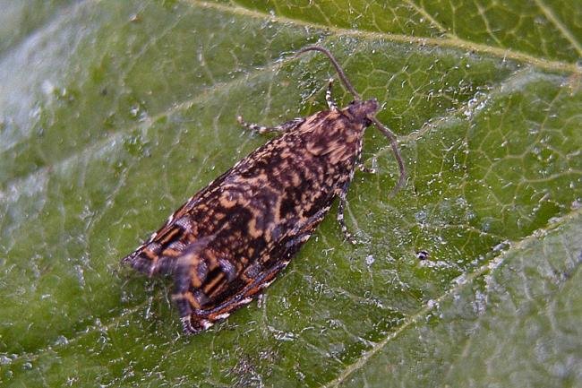 Cherry Bark Tortrix (Enarmonia formosana), adult. Chester-le-Street, 18-06-2006. Copyright Keith Dover.