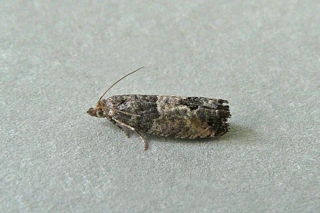 Bud Moth (Spilonota ocellana), adult. Chester-le-Street, 09-07-2010. Copyright Keith Dover.