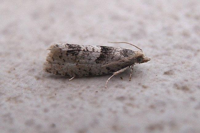 Epinotia bilunana, adult. Chester-le-Street, 23-06-2007. Copyright Keith Dover.