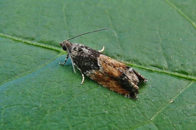 Epinotia nisella, adult. Chester-le-Street, 02-09-2012. Copyright Keith Dover.