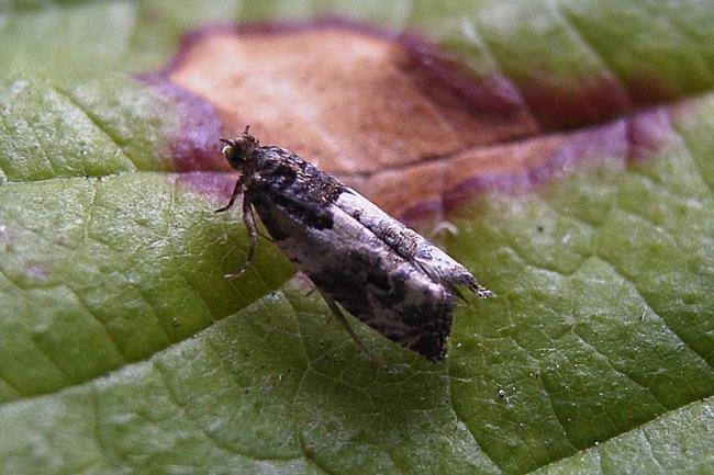 Gypsonoma dealbana, adult. Chester-le-Street, 27-07-2005. Copyright Keith Dover.