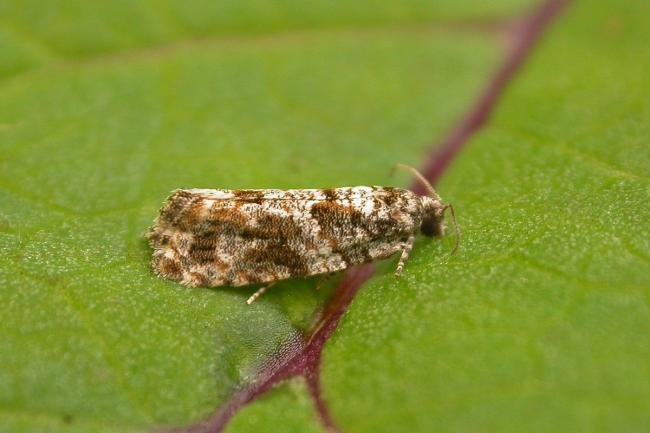 Gypsonoma oppressana, adult. Chester-le-Street, 22-06-2025. Copyright Keith Dover. Gypsonoma oppressana, adult. Chester-le-Street, 22-06-2025. Copyright Keith Dover.