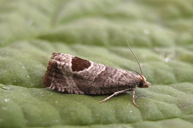 Bramble Shoot Moth (Notocelia uddmanniana), adult. Castle Eden Dene, 03-07-2007. Copyright Keith Dover.