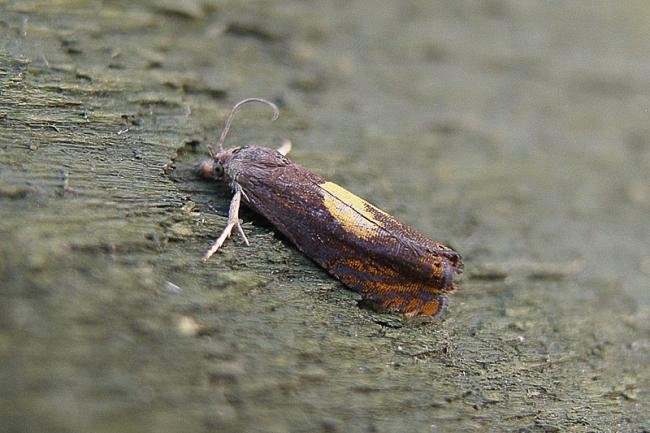 Dichrorampha flavidorsana, adult. 18-07-2006. Copyright Keith Dover.