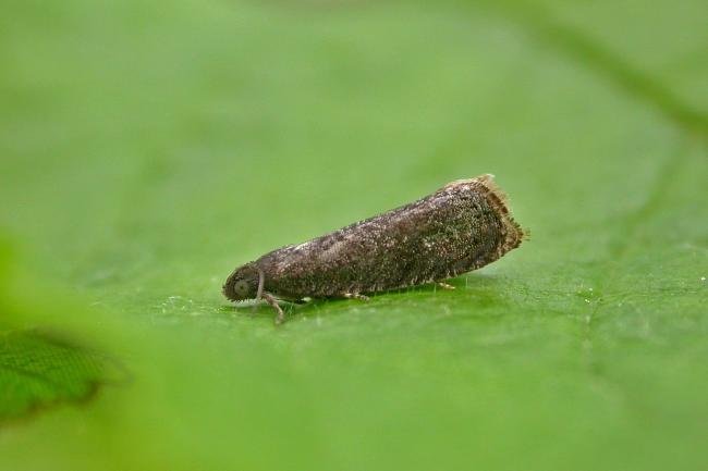 Plum Fruit Moth (Grapholita funebrana), adult. 16-06-2020. Copyright Keith Dover.