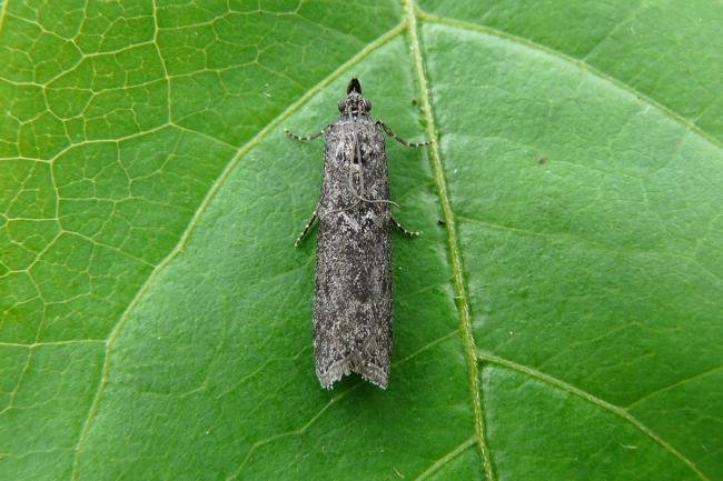 Matilella fusca, adult. Chester-le-Street, 18-07-2014. Copyright Keith Dover.