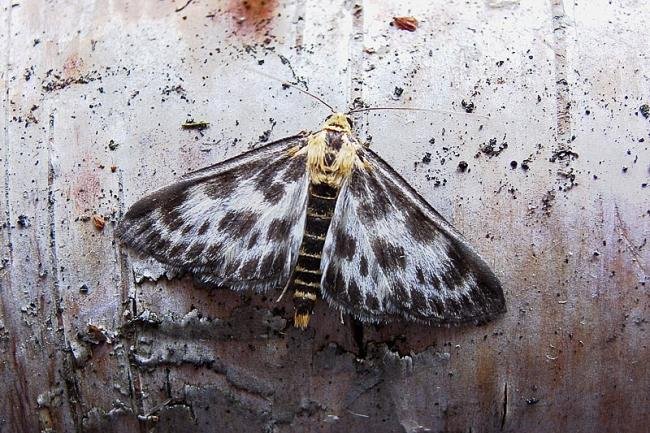 Small Magpie (Anania hortulata), adult. 08-07-2005. Copyright Keith Dover.