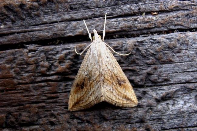 Garden Pebble (Evergestis forficalis), adult. Taken outside Durham, 06-07-2004. Copyright Keith Dover.