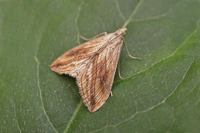 Garden Pebble (Evergestis forficalis), adult. Chester-le-Street, 30-07-2021. Copyright Keith Dover.