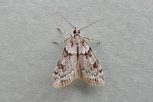 Scoparia pyralella, adult. Taken outside Durham, 21-07-2009. Copyright Keith Dover.