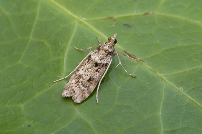 Eudonia angustea, adult. Chester-le-Street, 12-09-2015. Copyright Keith Dover.