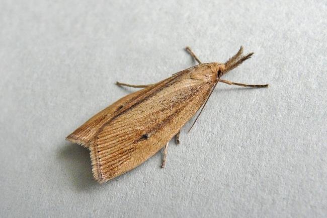 Chilo phragmitella, adult. Saltholme, 18-07-2013. Copyright Keith Dover.