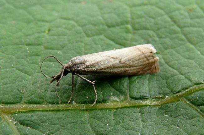 Garden Grass-veneer (Chrysoteuchia culmella), adult. 02-07-2008. Copyright Keith Dover.