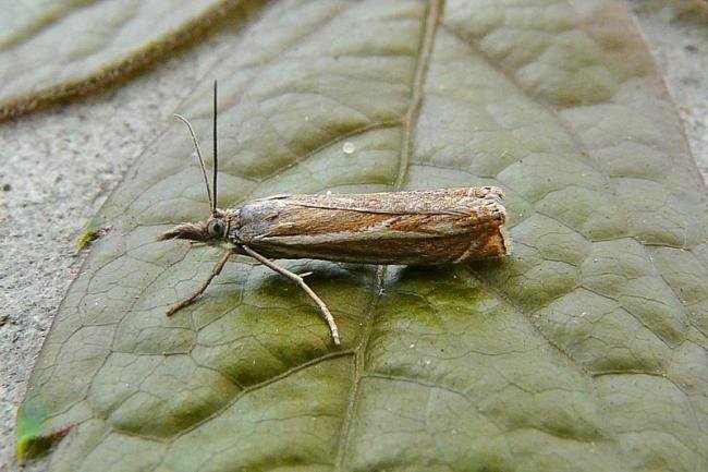 Crambus lathoniellus, adult. Cater House Colliery, 16-06-2014. Copyright Keith Dover.