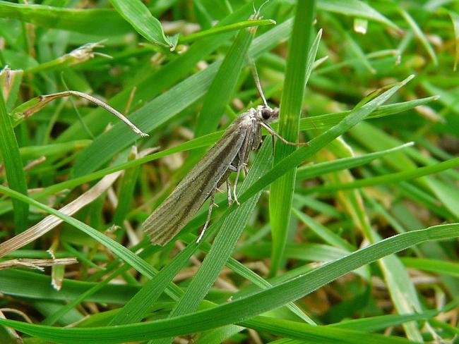 Crambus perlella, adult. Taken outside Durham, 31-07-2009. Copyright Keith Dover.