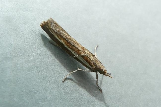 Agriphila tristella, adult. Chester-le-Street, 27-07-2010. Copyright Keith Dover.