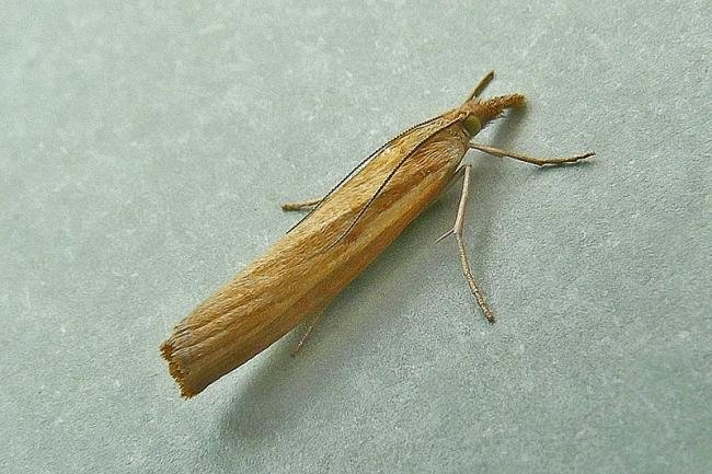 Agriphila tristella, adult. Chester-le-Street, 18-08-2010. Copyright Keith Dover.