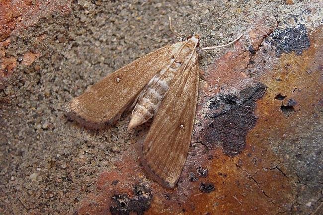 Ringed China-mark (Parapoynx stratiotata), adult, female. 25-07-2006. Copyright Keith Dover.