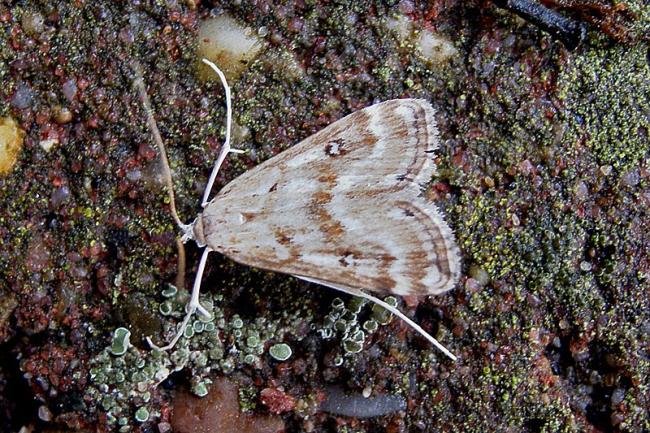 Ringed China-mark (Parapoynx stratiotata), adult, male. 26-07-2006. Copyright Keith Dover.