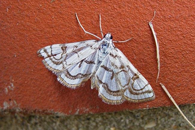 Beautiful China-mark (Nymphula nitidulata), adult. 26-07-2006. Copyright Keith Dover.