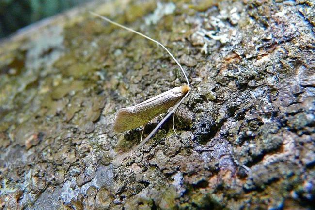 Nematopogon schwarziellus, adult. 12-06-2010. Copyright Keith Dover.