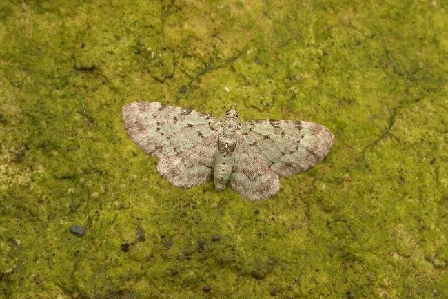 Bilberry Pug (Pasiphila debiliata), adult. Comb Bridges, 06-07-2017. Copyright Keith Dover.