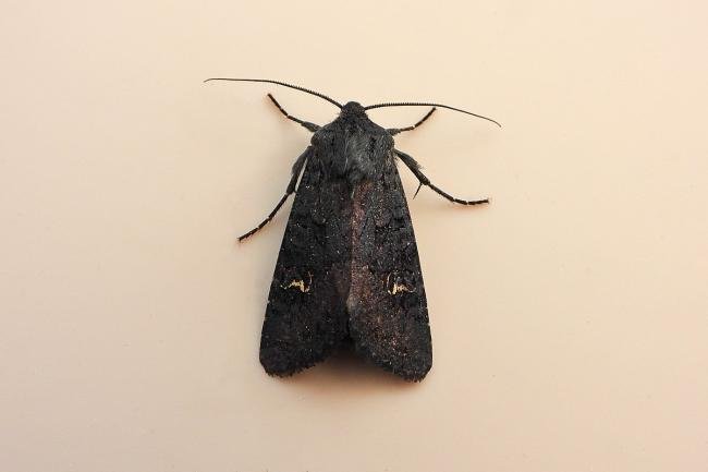 Black Rustic (Aporophyla nigra), adult. Knitsley Fell, 25-08-2021. Copyright Keith Dover.